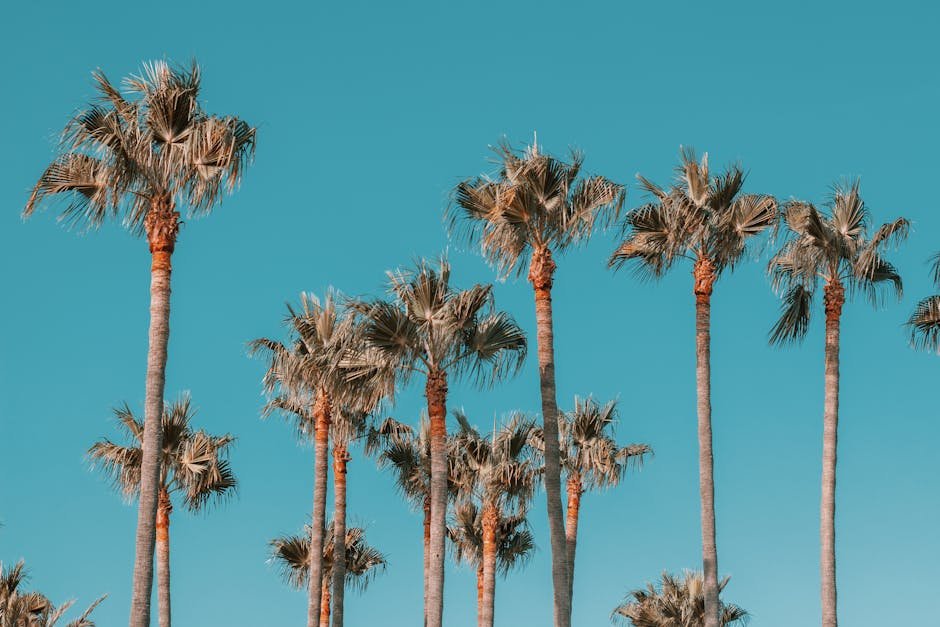 Teatro de Palma de Mallorca: venta de entradas y programación